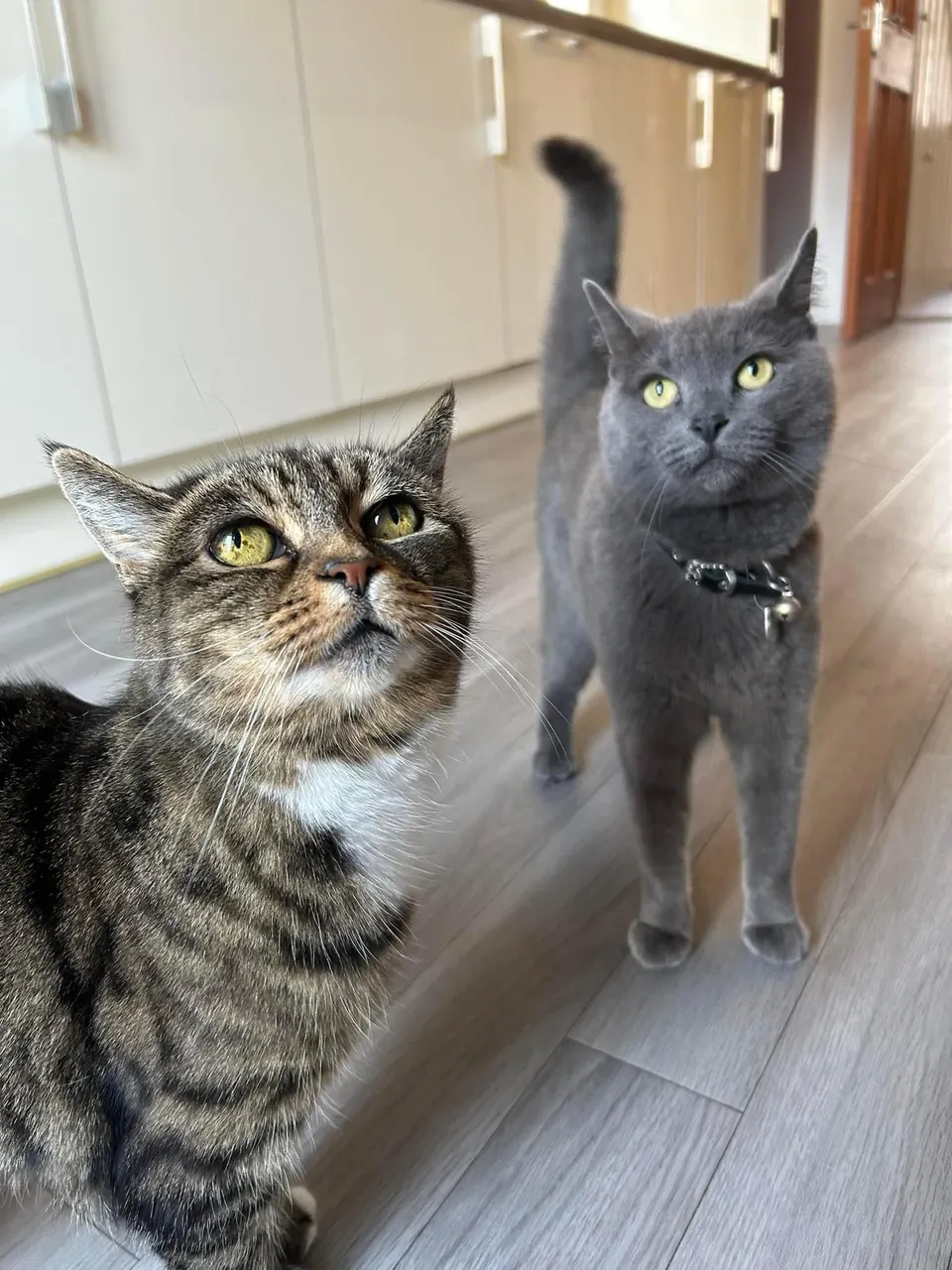A tabby and a grey cat greeting their visitor at home