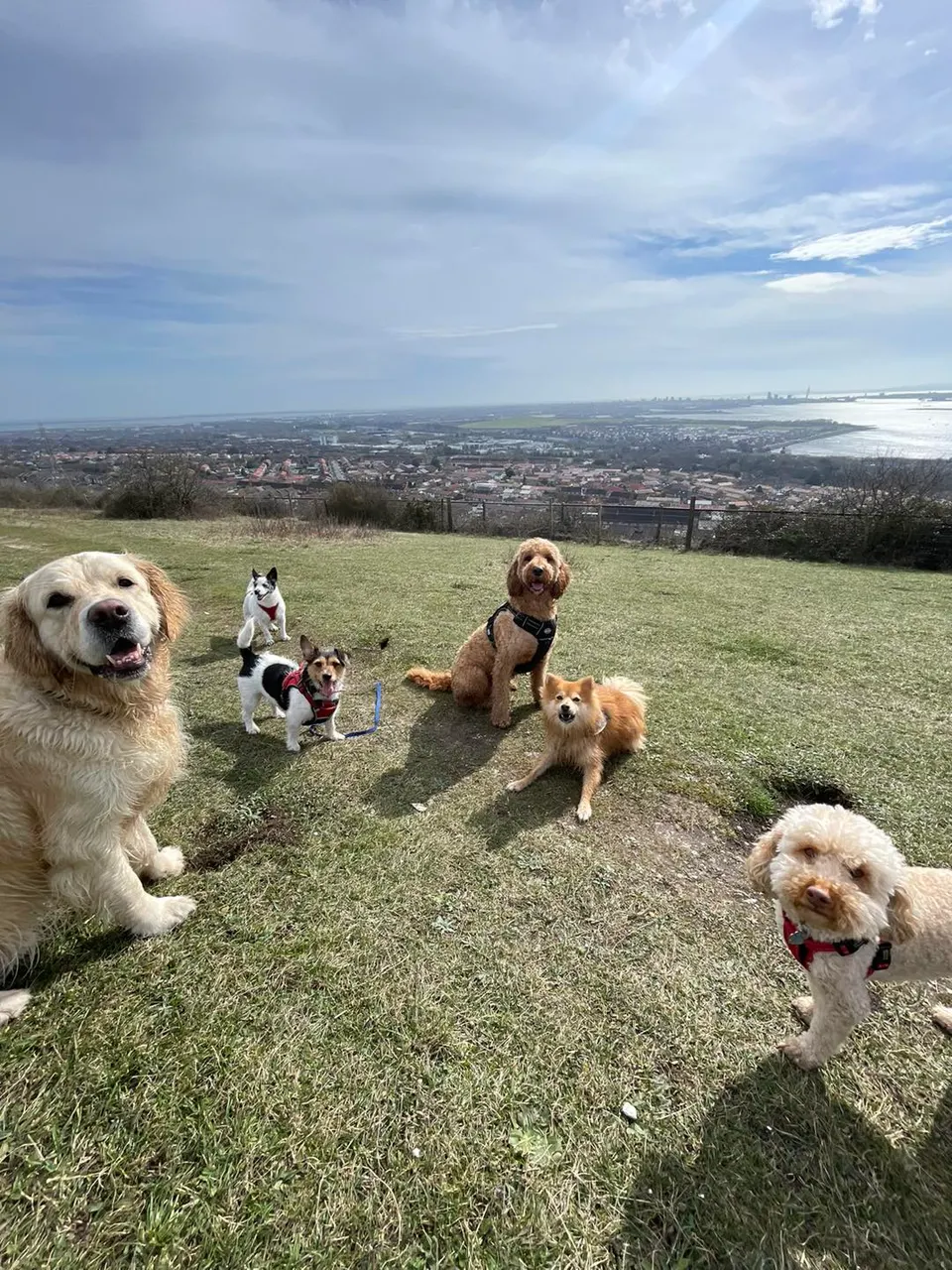 Six dogs on a hilltop group walk overlooking Portsmouth and the harbour