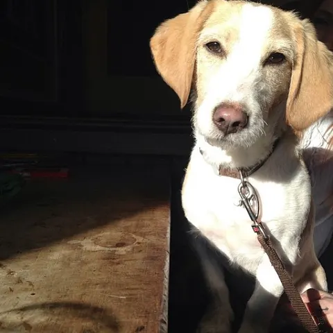 A hound enjoying a patch of afternoon sunshine
