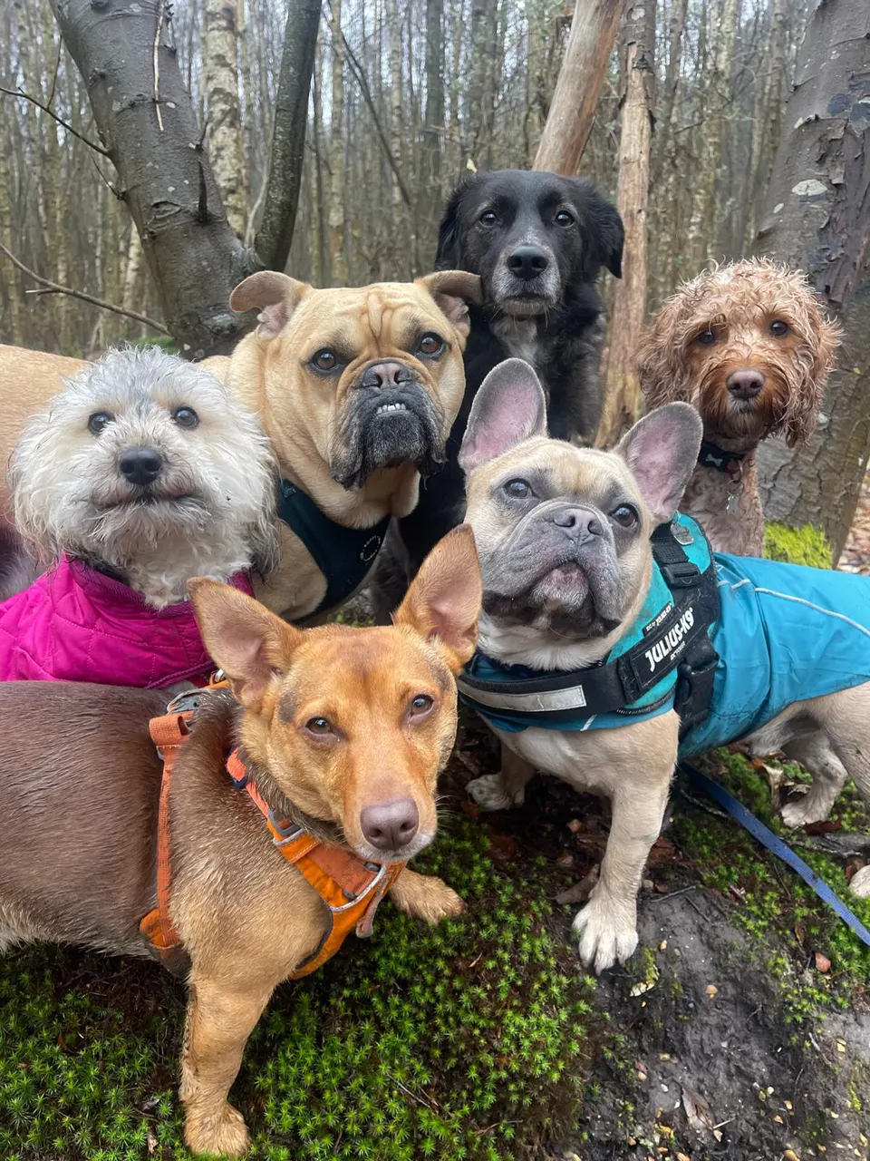 A group of six dogs posing together on a woodland walk