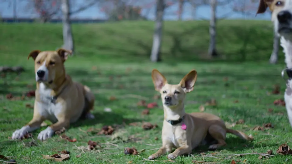 Three dogs relaxing together in the park sunshine