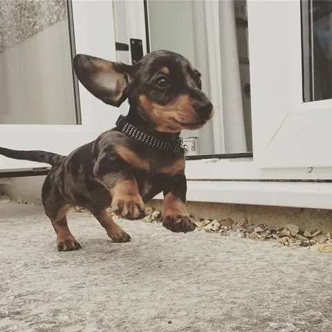A dapple miniature dachshund puppy on a puppy visit