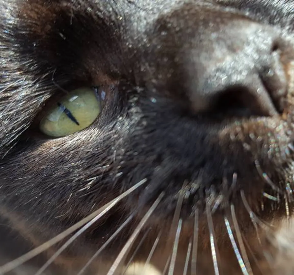 A cat enjoying attention during a home cat visit in Portsmouth