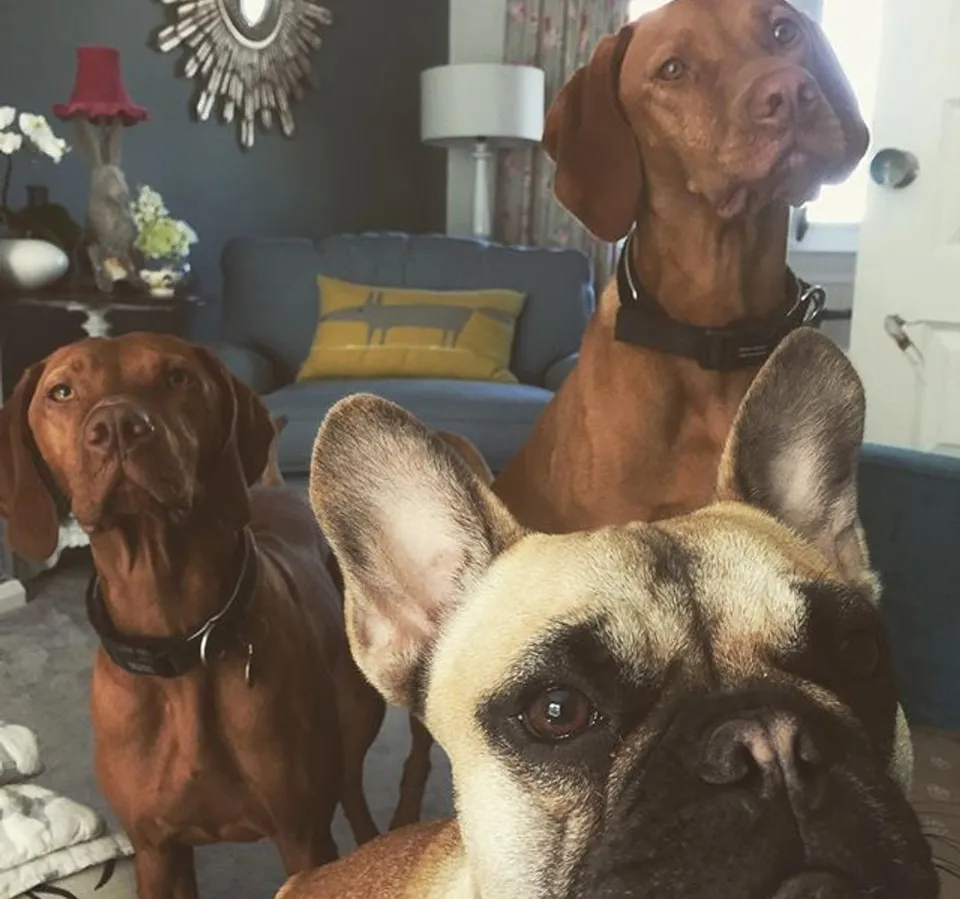 A dog settled in at their carer's home for boarding in Portsmouth