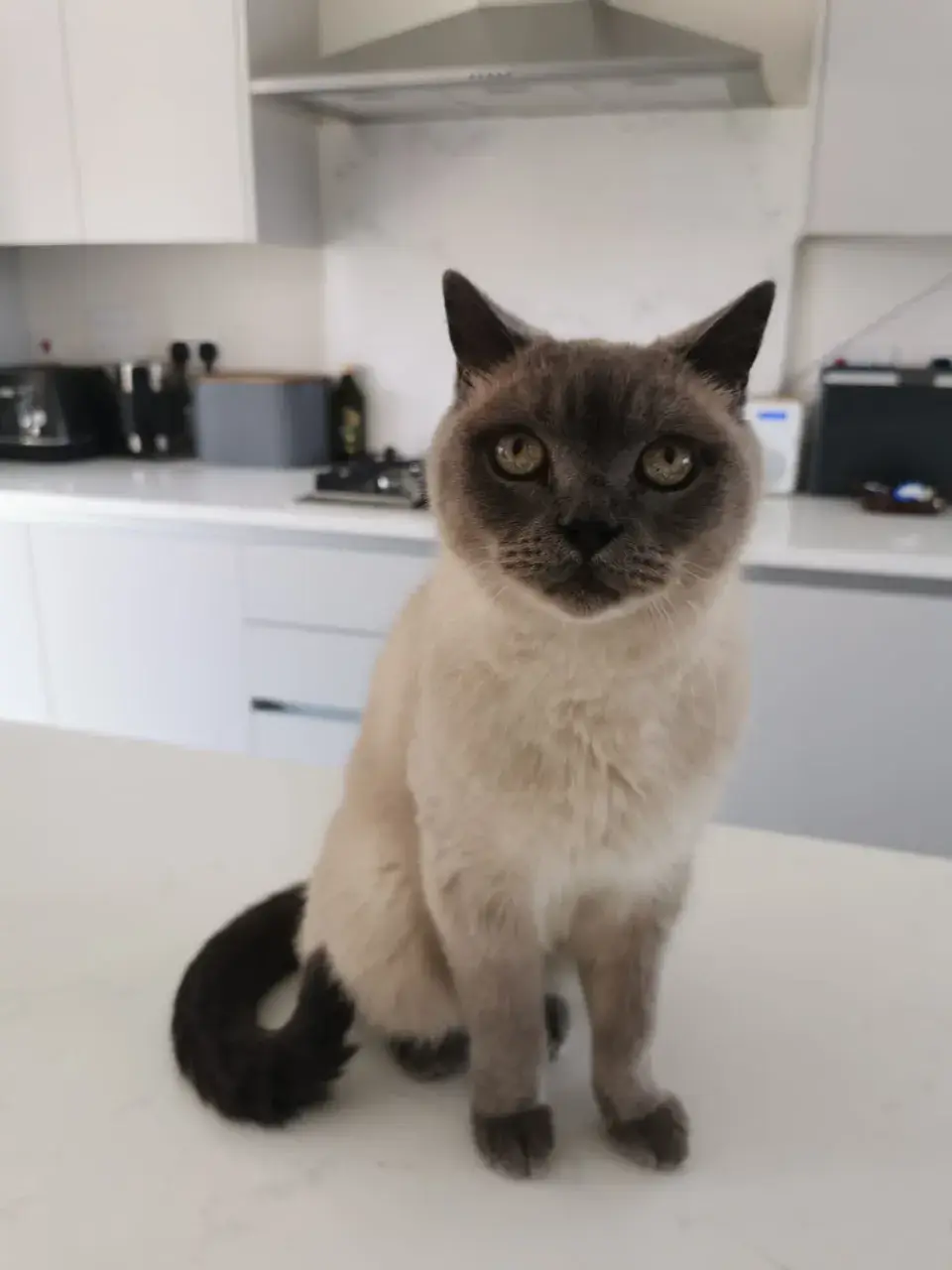 A colourpoint cat sitting pretty on the worktop during a home cat visit