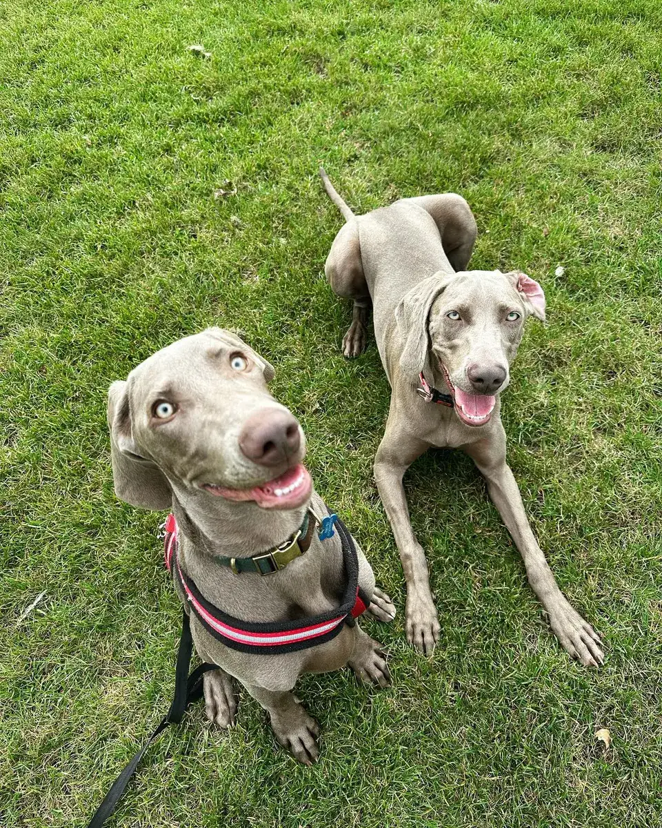 Two Weimaraners waiting for the off on the grass
