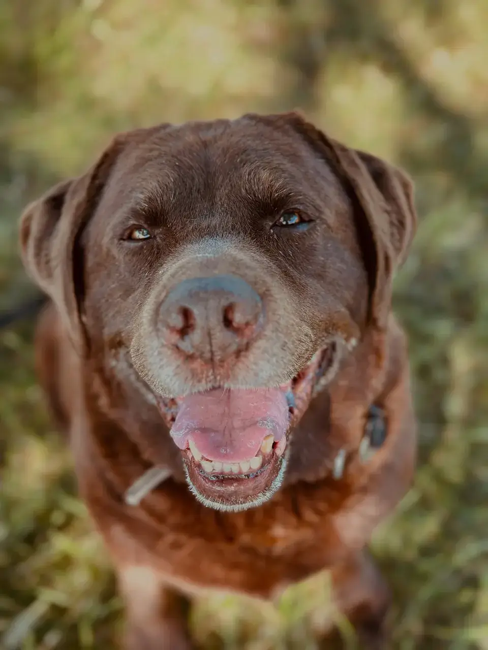 A happy chocolate Labrador smiling in the sunshine