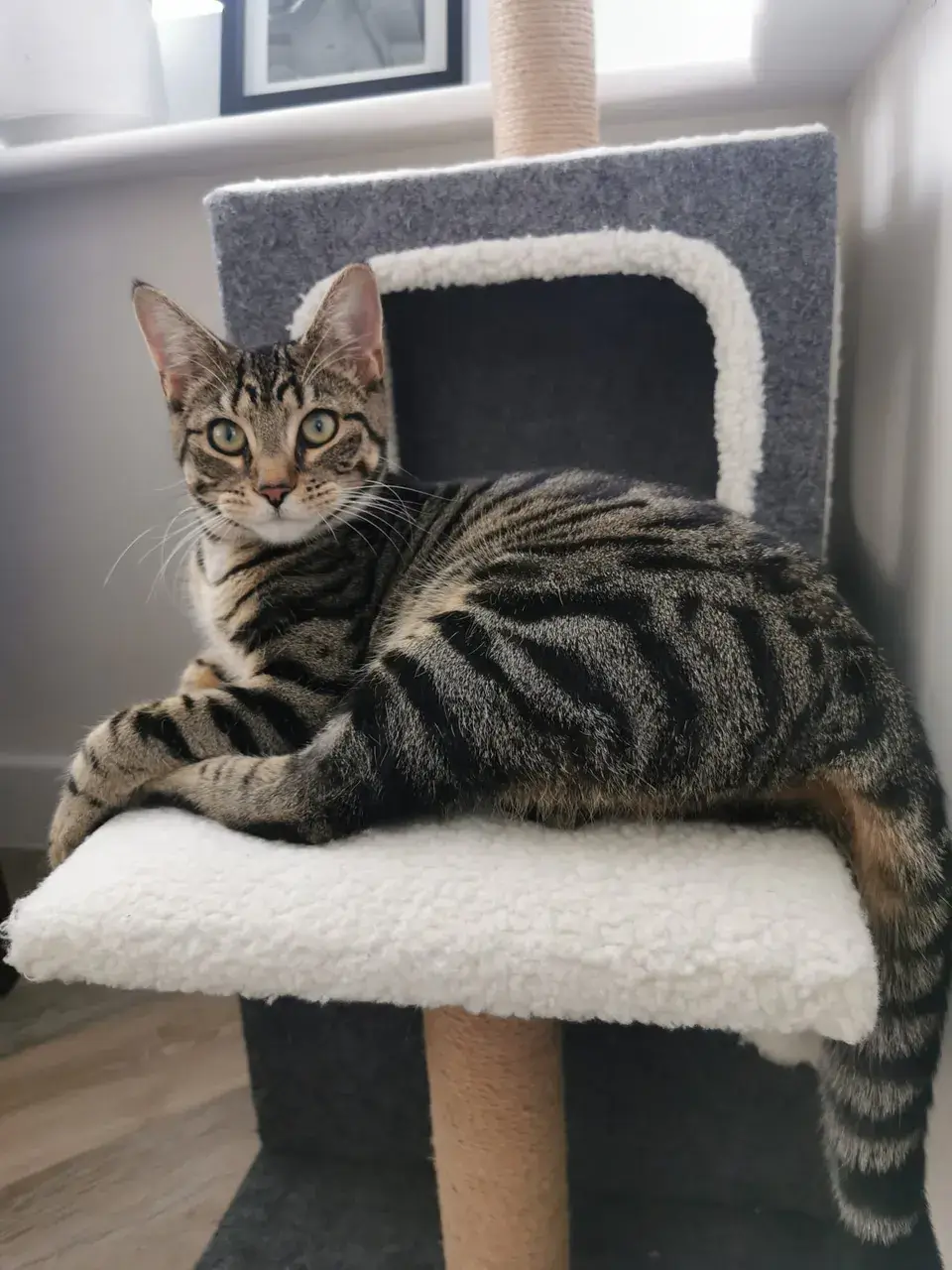 A tabby cat relaxing on its cat tree during a visit