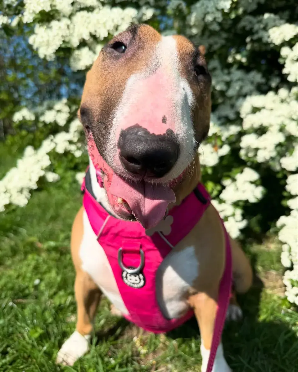 A bull terrier in a pink harness enjoying the spring blossom