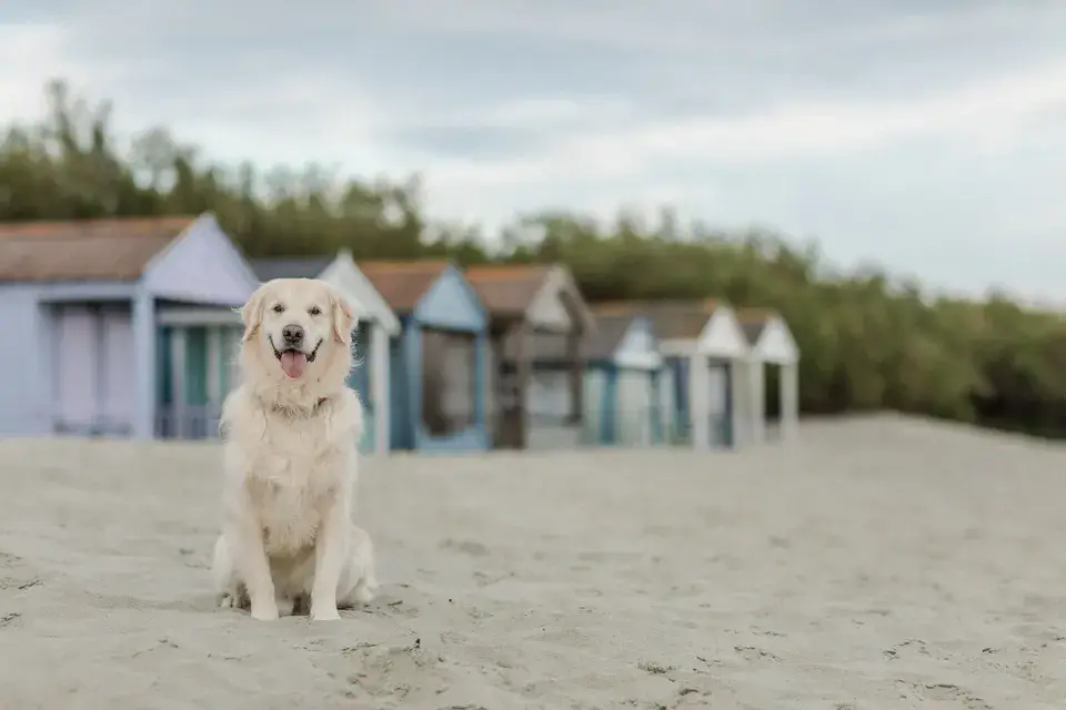 A golden retriever on the beach by the beach huts