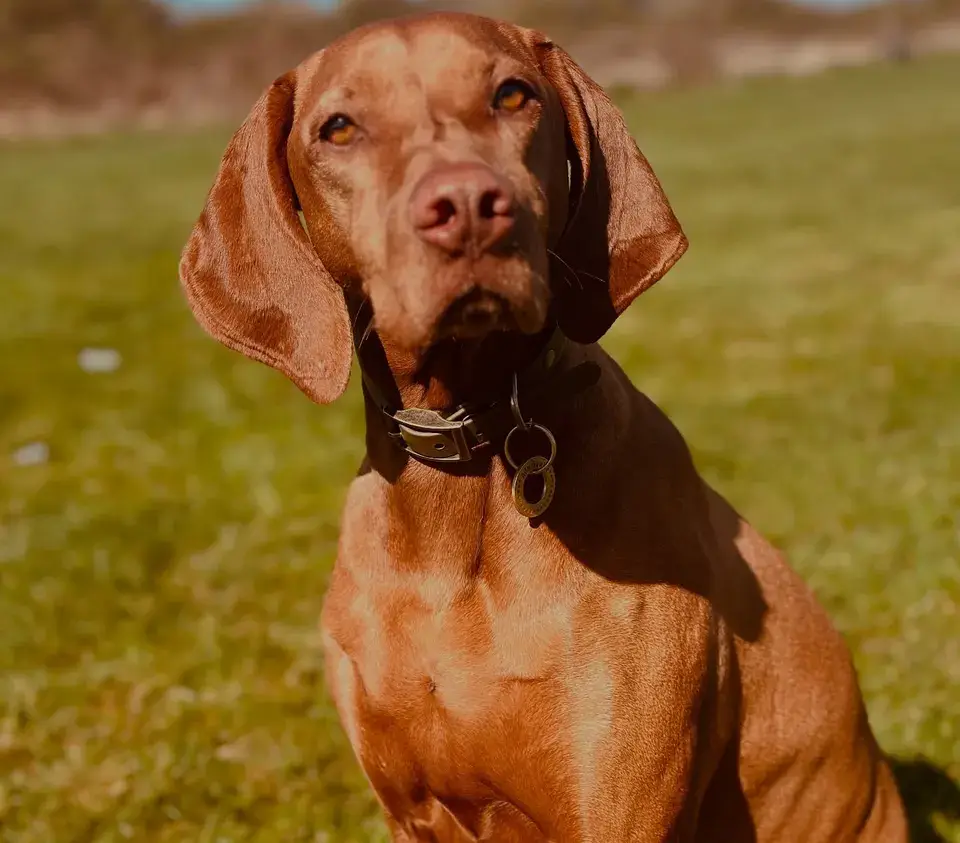 A Hungarian Vizsla soaking up the sunshine on a walk
