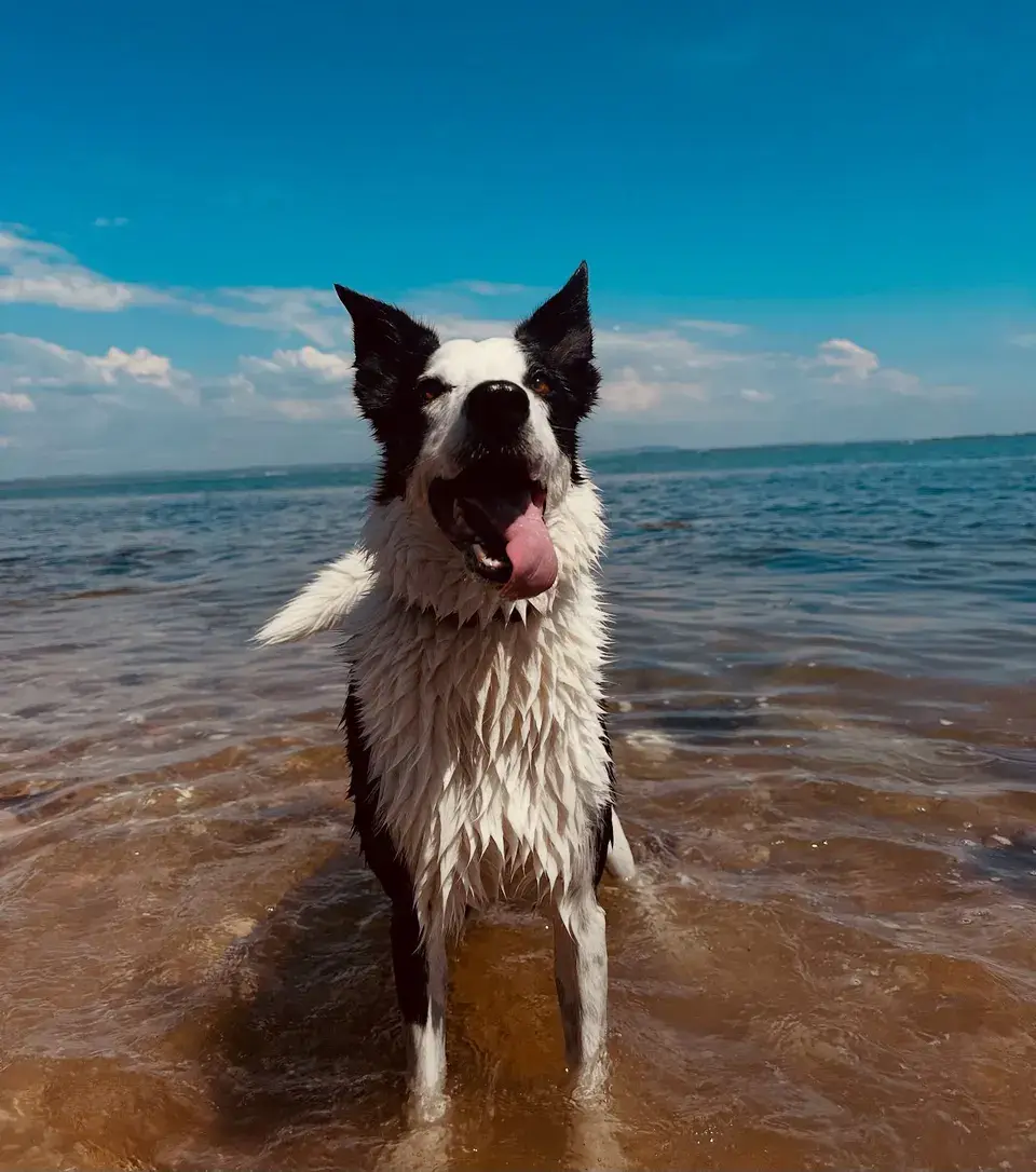 A border collie cooling off in the sea on a sunny day