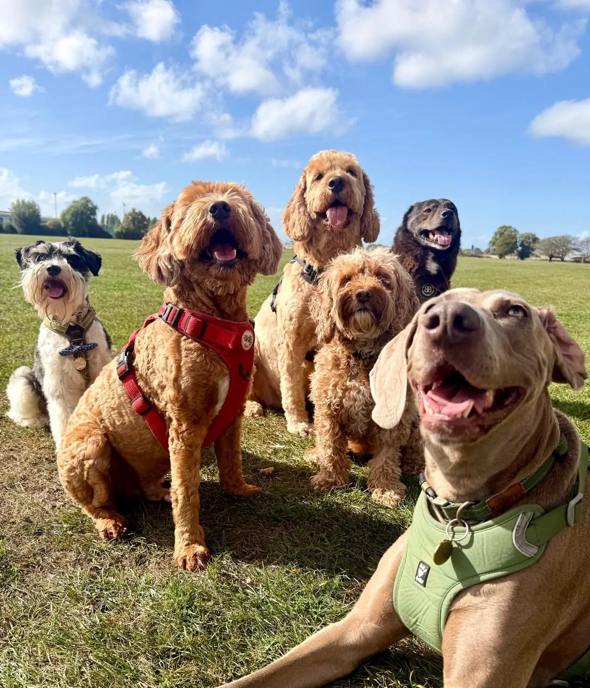 Six happy dogs sitting together on the grass during a Pet Butler group walk