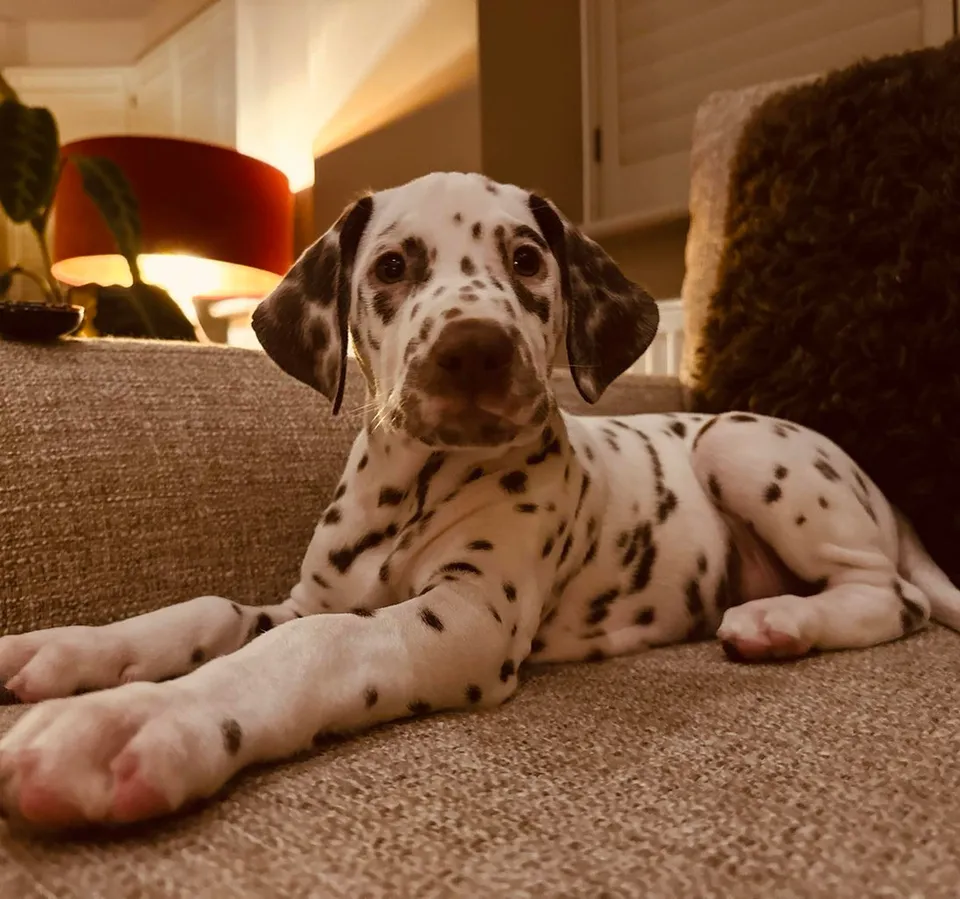 A dalmatian puppy relaxing on the sofa during a puppy visit in Portsmouth